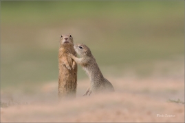 <p>SYSEL OBECNÝ (Spermophilus citellus) --- /European ground squirrel - Europäisches Ziesel/</p>